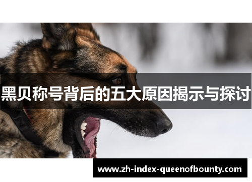 黑贝称号背后的五大原因揭示与探讨